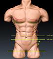 اضغط على الصورة لعرض أكبر. 

الإسم:	torso.jpg 
مشاهدات:	145 
الحجم:	24.1 كيلوبايت 
الهوية:	3284890