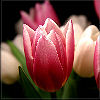 Eman_R_H