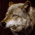mahmdwolf
