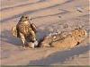 shaab