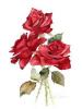 Eman_max
