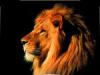 LionKing