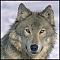 werewolf2