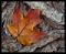 fall_leaf