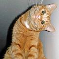 اضغط على الصورة لعرض أكبر. 

الإسم:	5061-cat_059.jpg 
مشاهدات:	118 
الحجم:	24.9 كيلوبايت 
الهوية:	3276988