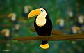 اضغط على الصورة لعرض أكبر. 

الإسم:	toucan_by_hotamr-d3inh0i[1].jpg 
مشاهدات:	69 
الحجم:	58.3 كيلوبايت 
الهوية:	3294686