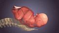 اضغط على الصورة لعرض أكبر. 

الإسم:	baby-birth.jpg 
مشاهدات:	69 
الحجم:	32.8 كيلوبايت 
الهوية:	3295616