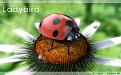 اضغط على الصورة لعرض أكبر. 

الإسم:	Ladybird‏1.jpg 
مشاهدات:	83 
الحجم:	90.9 كيلوبايت 
الهوية:	3301867