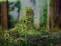 اضغط على الصورة لعرض أكبر. 

الإسم:	DeepInNature_01.jpg 
مشاهدات:	225 
الحجم:	100.4 كيلوبايت 
الهوية:	3306426