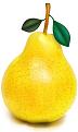 pear illustration