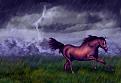 horse  rainstorm