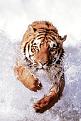 300 TigerRunningSplashingWater