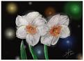 narcis