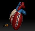 ZBrush heart copy copy