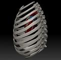 ZBrush cafas copy